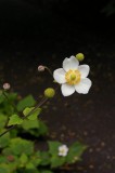 IMGP8282.jpg