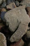 IMGP8550.jpg