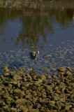 IMGP0576.jpg