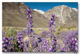 Lupine 5-11-10