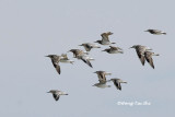 <i>(Calidris tenuirostris)</i><br />Great Knot