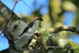 <i>(Staphida everetti)</i><br />*Chestnut-crested Yuhina