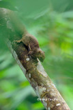 (Callosciurus notatus) Plaintain Squirrel