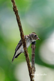 <i>(Muscicapa sibirica)</i><br /> Dark-sided Flycatcher