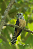<i>(Cacomantis merulinus)</i> <br />Plaintive Cuckoo