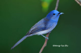 <i>(Hypothymis azurea)</i> <br />Black-naped Monarch ♀