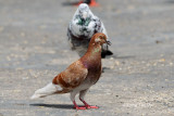 <i>(Columba livia)</i><br /> Domestic Pigeon