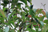 (Psilopogon eximus)*Bornean Barbet
