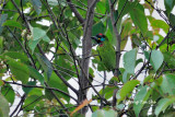 <i>(Psilopogon eximus)</i><br />*Bornean Barbet