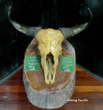 Skull of a Tembadau (bos javanicus)