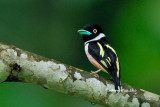 <i>(Eurylaimus ochromalus ochromalus)</i><br /> Black-and-yellow Broadbill ♂