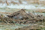 <i>(Gallinago gallinago)</i><br /> Common Snipe