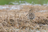 <i>(Gallinago gallinago)</i> <br />Common Snipe