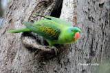 <i>(Tanygnathus lucionensis)</i><br /> Blue-naped Parrot