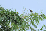 <i>(Gracupica nigricollis)</i><br />Black-collared Starling