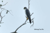 <i>(Falco pereginus)</i><br /> Peregrine Falcon