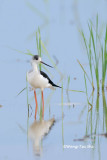 <i>(Himantopus himantopus)</i> <br />Black-winged Stilt