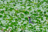 <i>(Porphyrio porphyrio)</i><br /> Purple Swamphen