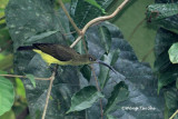 <i>(Arachnothera robusta)</i><br /> Long-billed Spiderhunter