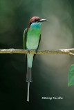  <i>(Merops viridis viridis)</i> <br />Blue-throated Bee-eater