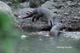 (Lutra perspicillata ) Smooth Otter