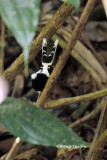 <i>(Enicurus frontalis)</i><br /> Malayan Forktail