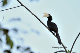 <i>(Anthracoceros malayanus deminutus)</i><br /> Black Hornbill ♂