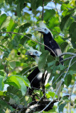 <i>(Berenicornis comatus)</i><br /> White-crowned Hornbill ♂♀