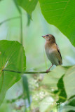 <i>(Ploceus philippinus)</i> <br /> Bayar Weaver ♀