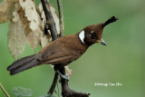 <i>(Platylophus galericulatus lemprieri)</i><br /> Jay Shrike