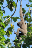 <i>(Hylobates muelleri)</i> <br /> Bornean Gibbon