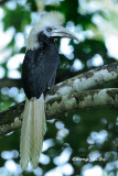 <i>(Berenicornis comatus)</i><br /> White-crowned Hornbill ♀