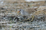 <i>(Poliolimnas cinereus)</i> <br />White-browed Crake