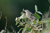 <i>(Megalurus palustris)</i> <br />Striated Grassbird