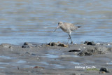 <i>(Limosa lapponica baueri)</i><br /> Bar-tailed Godwit