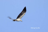 <i>(Icthyophaga leucogaster)</i><br />White-bellied Fish-eagle