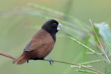 <i>(Lonchura articapilla)</i> <br /> Black-headed Munia