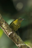 <i>(Arachnothera hypogrammica)</i><br /> Purple-naped Spiderhunter ♂