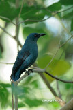<i>(Irena puella criniger)</i><br /> Asian Fairy Bluebird ♀