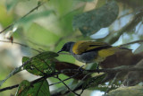 <i>(Pycnonotus cyaninventris)</i><br /> Grey-bellied Bulbul