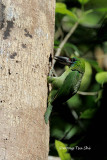 (Psilopogon mystacophanos)Red-throated Barbet ♀