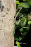 <i>(Psilopogon mystacophanos)</i><br />Red-throated Barbet ♀