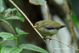 <i>(Prionochilus xanthopygius)</i><br />*Yellow-Rumped Flowerpecker juvenile