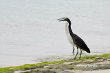 <i>(Egretta sacra)</i> <br />Pacific Reef Egret Dark and white Morph