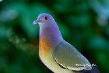 <i>(Treron vernans vernans)</i><br />Pink-necked Green Pigeon ♂