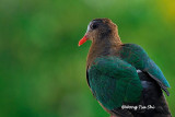 <i>(Chalcopaps indica indica)</i> <br />Asian Emerald Dove ♀