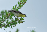 <i>(Gerygone sulphurea salvadori)</i> <br />Golden-bellied Gerygone