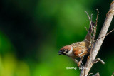 <i>(Passer montanus )</i><br /> Eurasian Tree Sparrow
