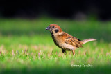 <i>(Passer montanus )</i><br /> Eurasian Tree Sparrow