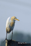<i>(Ardea ibis)</i> <br />Cattle Egret